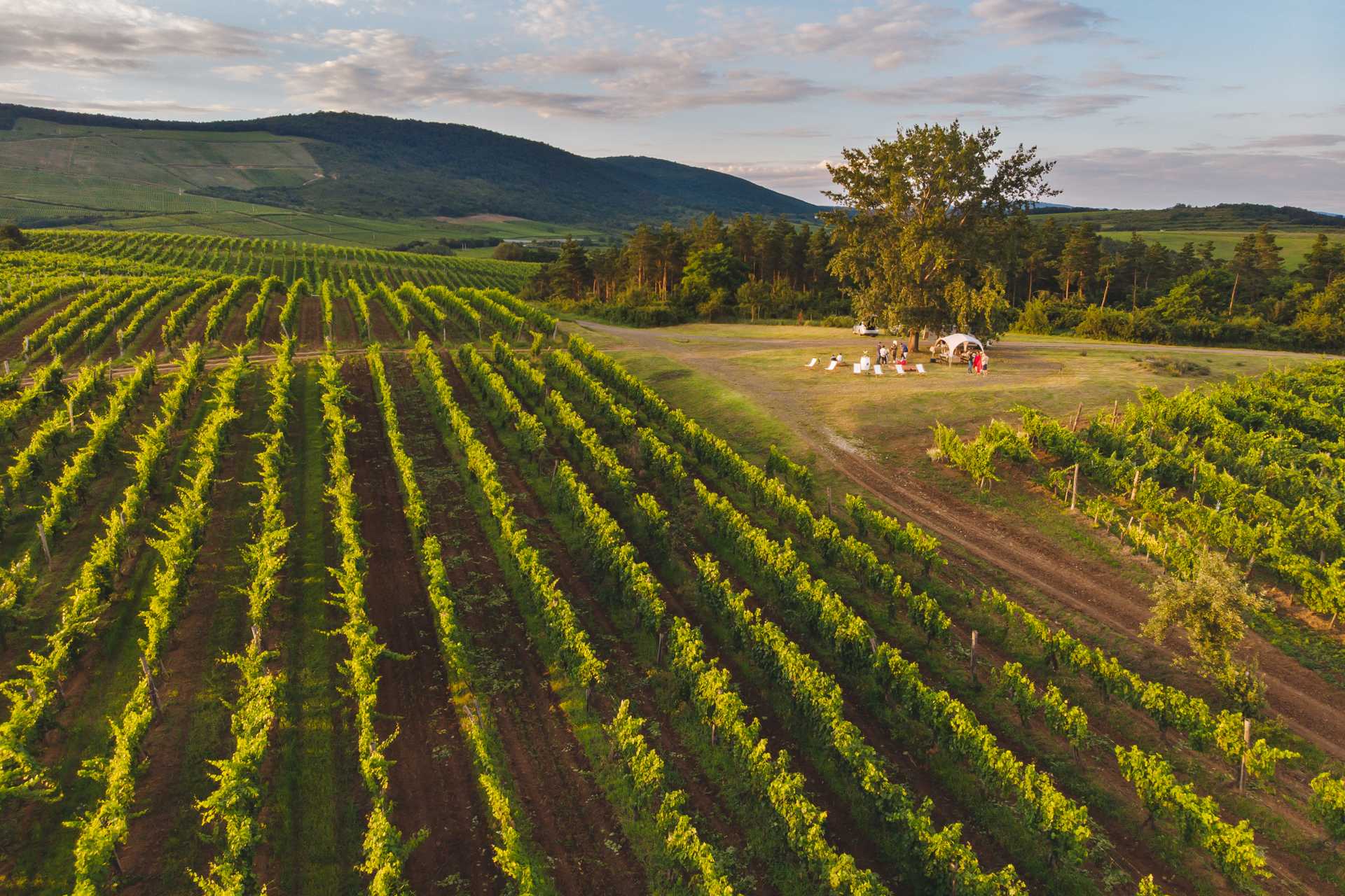 Tóth Ferenc Winery