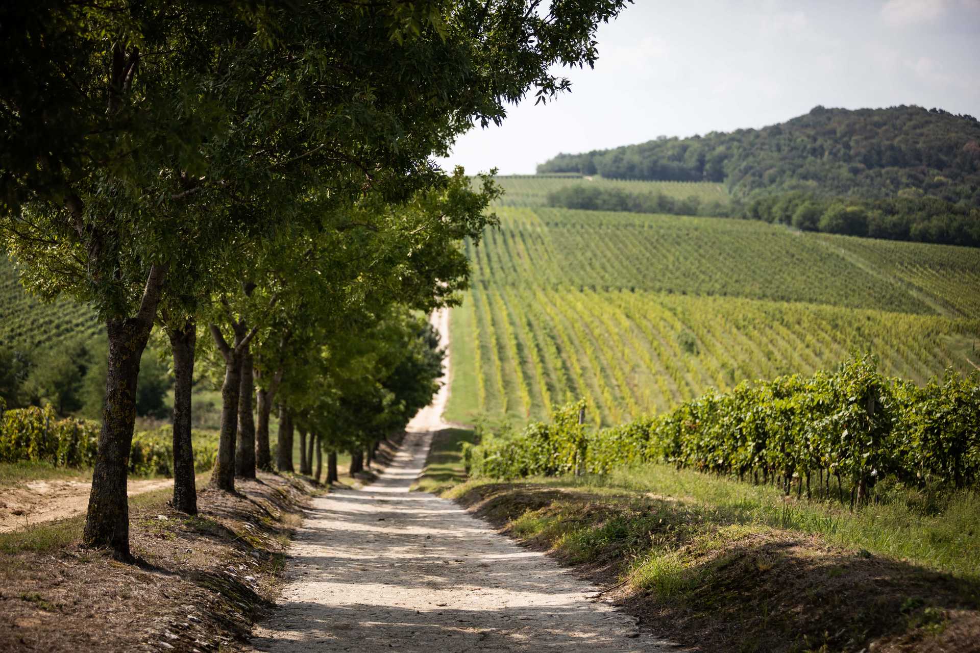 History Of Wines Of Hungary