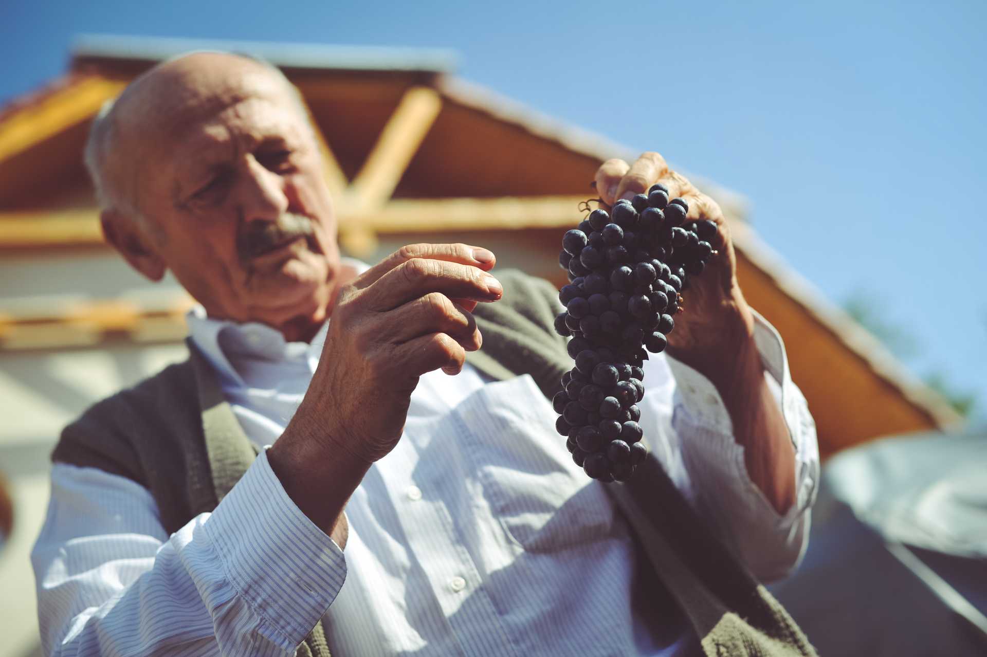 Tóth Ferenc Winery