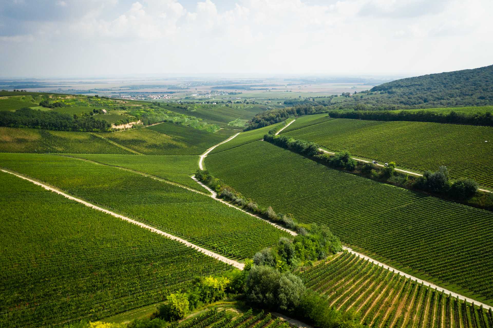 Makroregion Winiarski Panonia