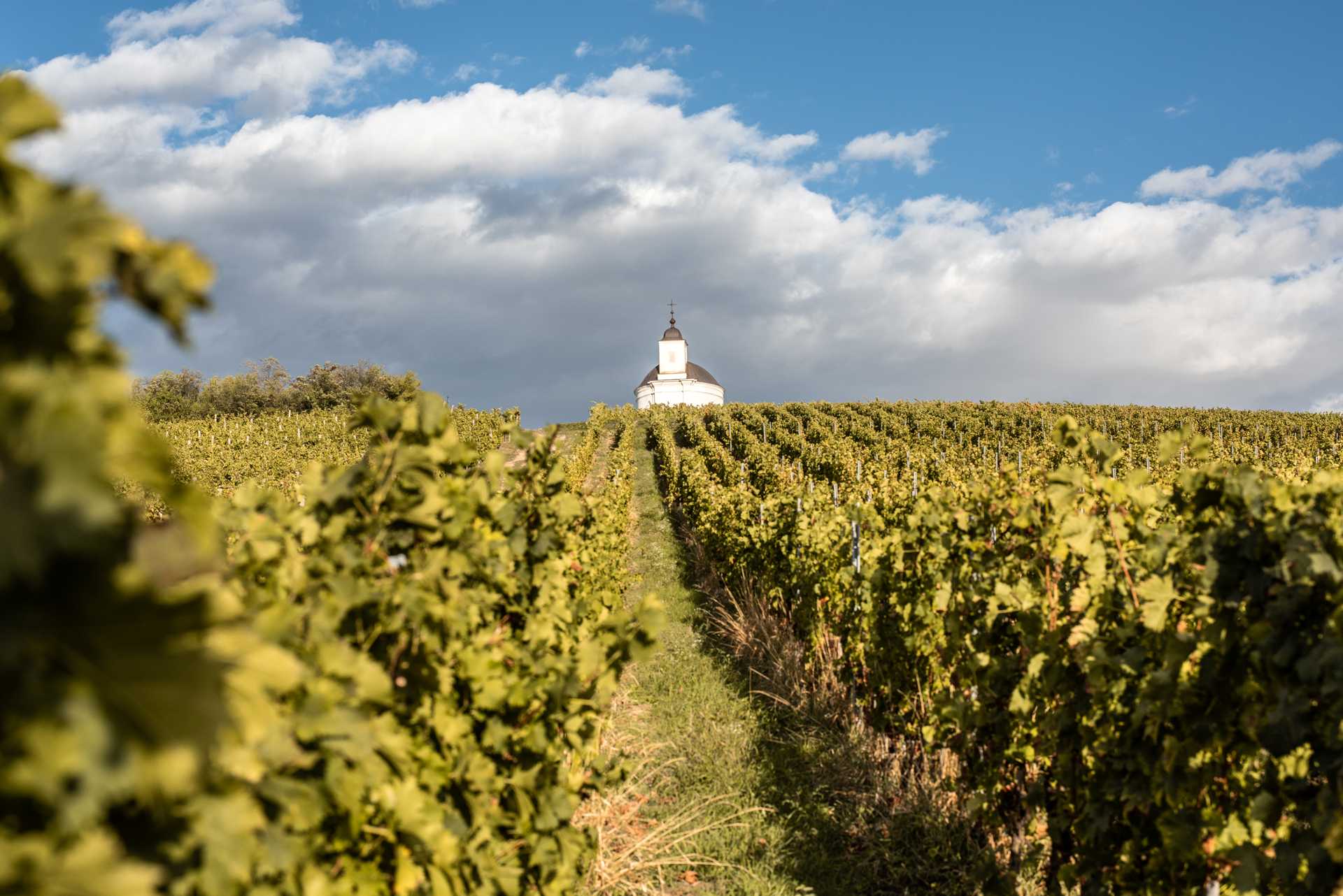 Tokaj Wine Region