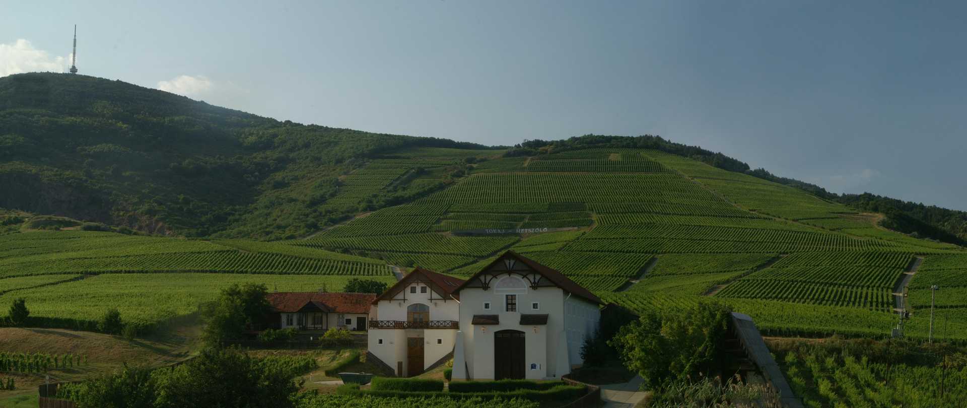 Organiczne winnice Tokaj Hétszőlő