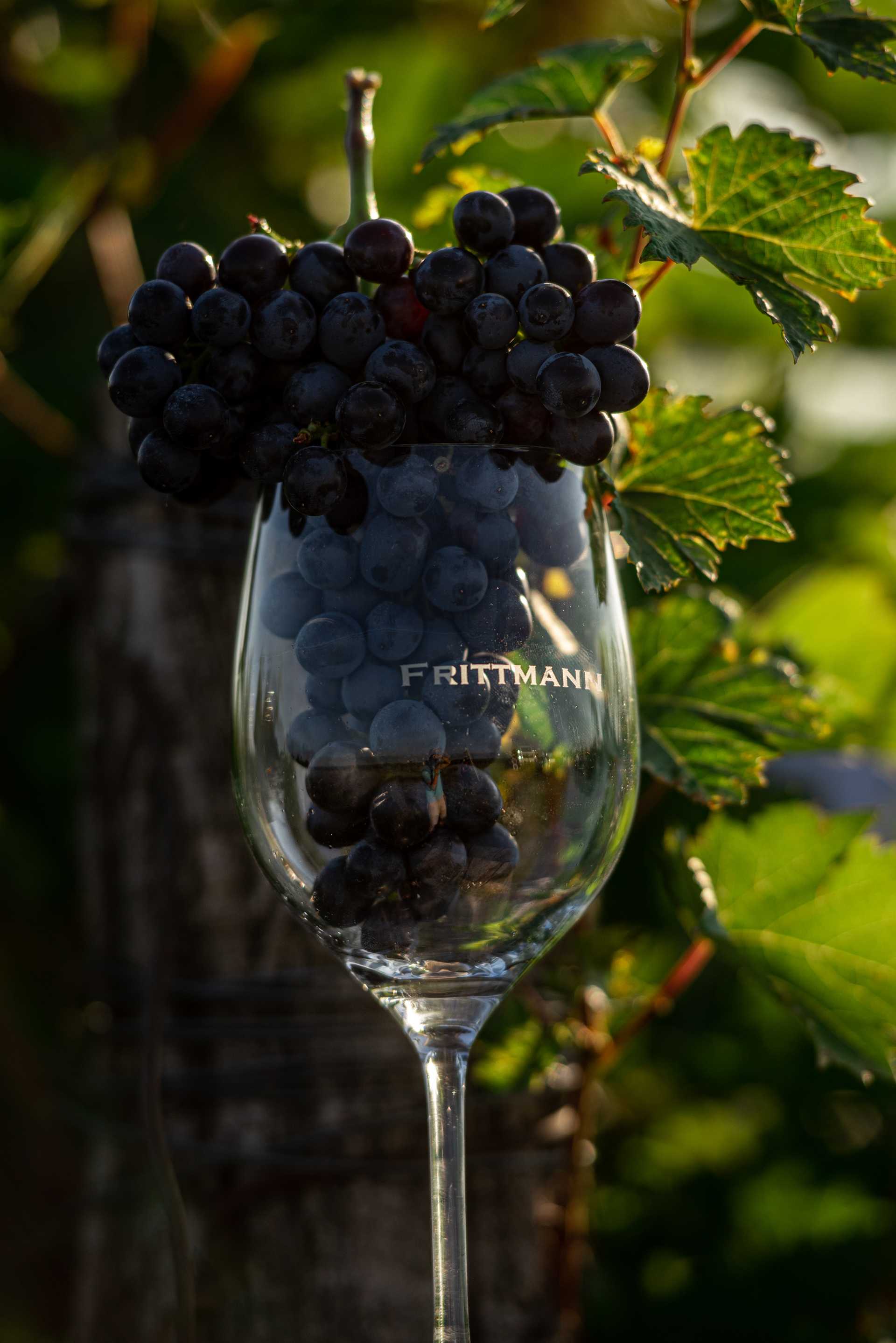 Frittmann Winery