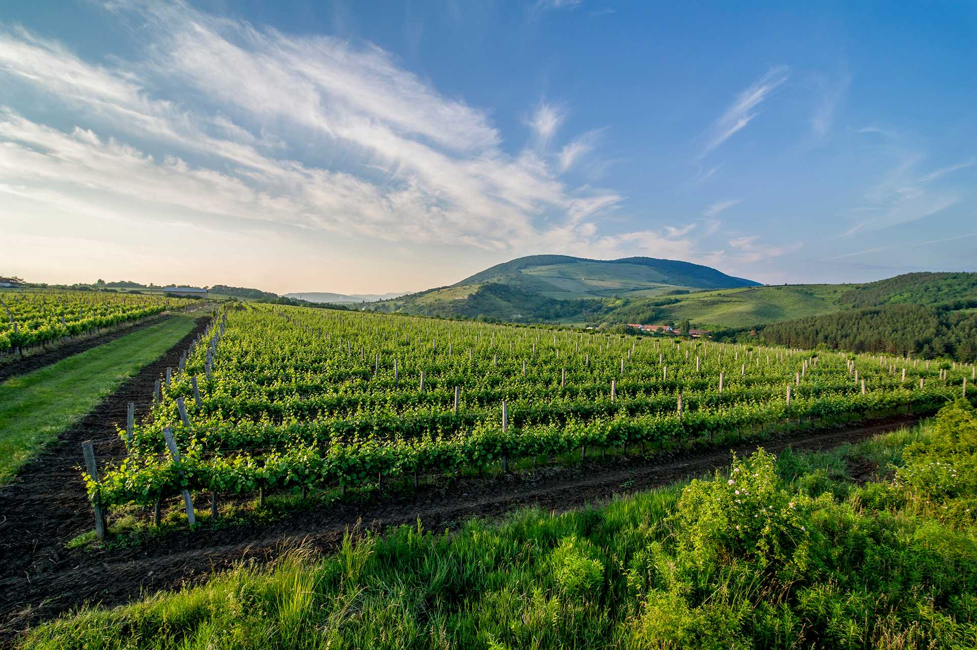 Tóth Ferenc Winery