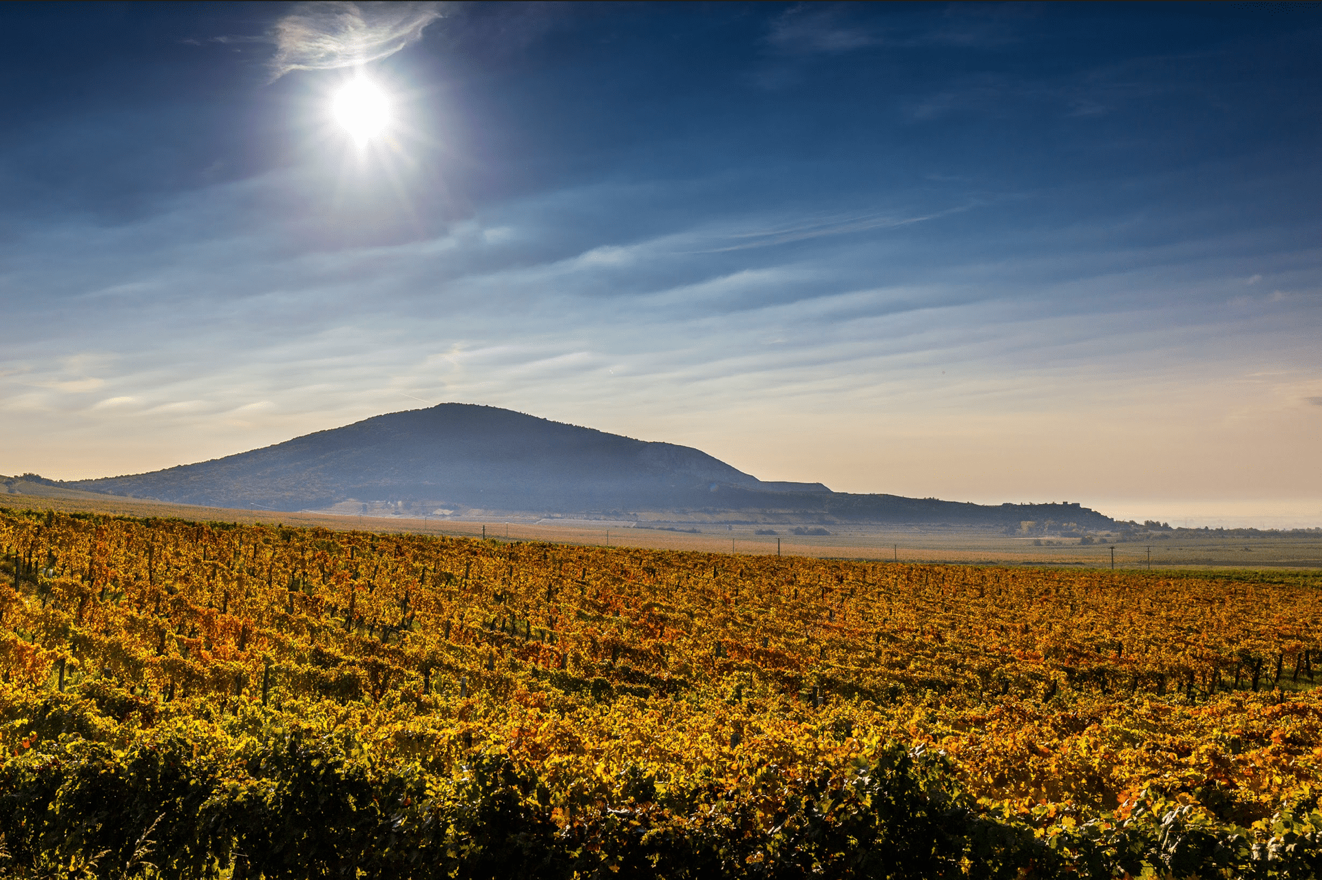 Winnica Csányi