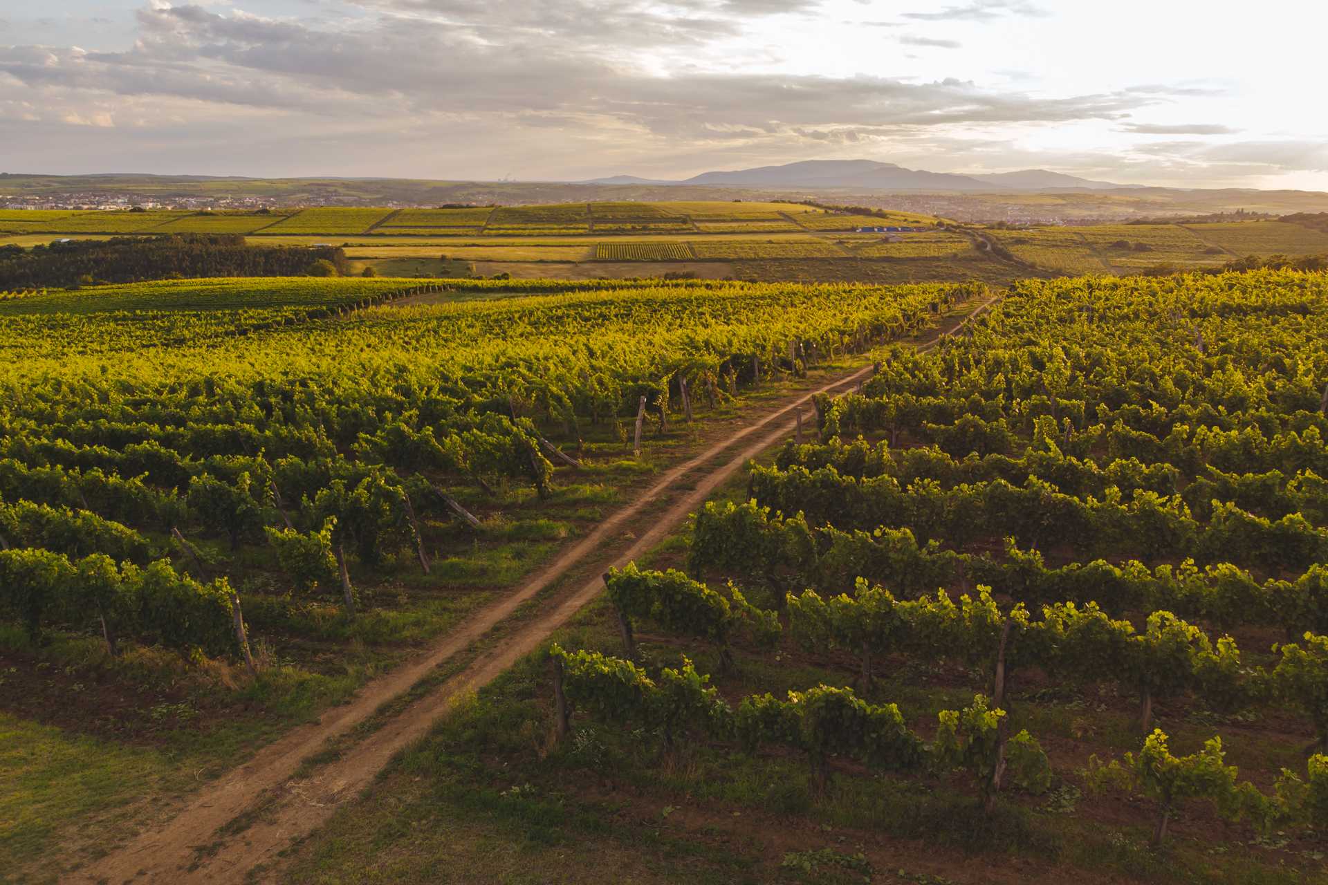 Tóth Ferenc Winery