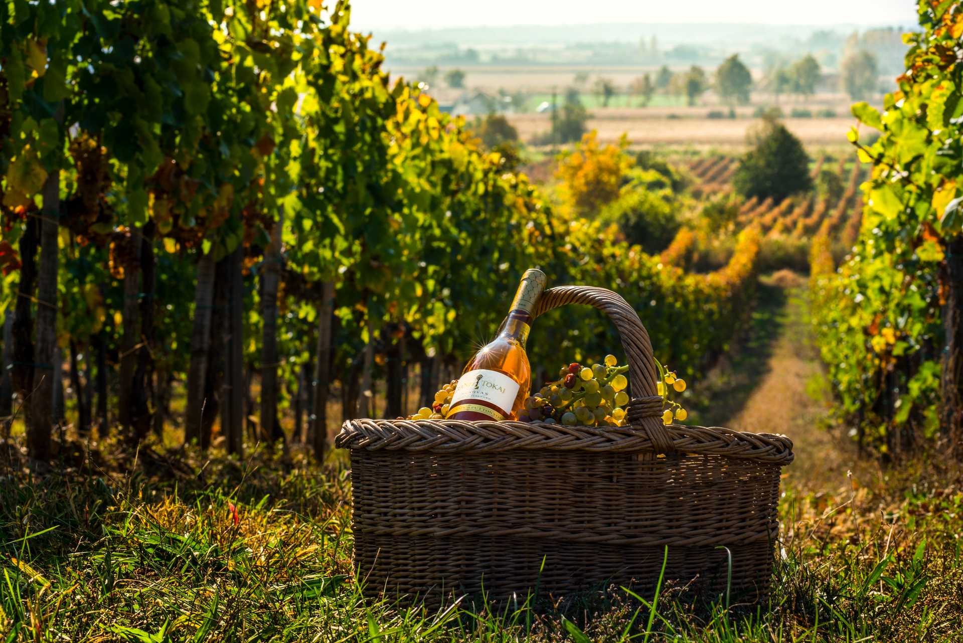 Winnica Grand Tokaj