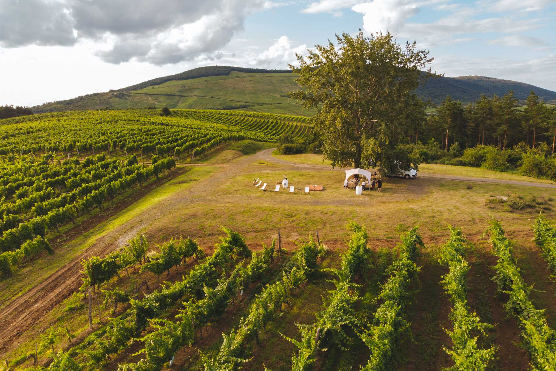 Tóth Ferenc Winery