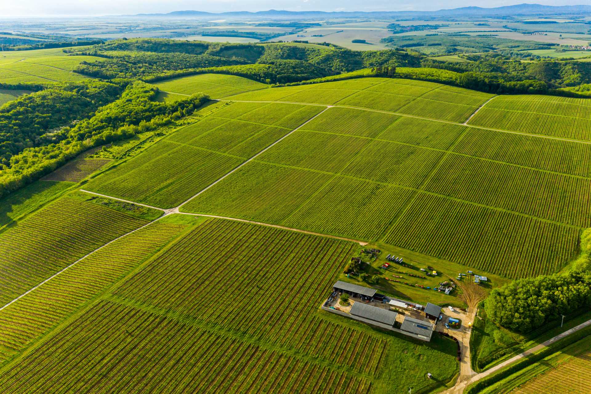 Winnica Csányi